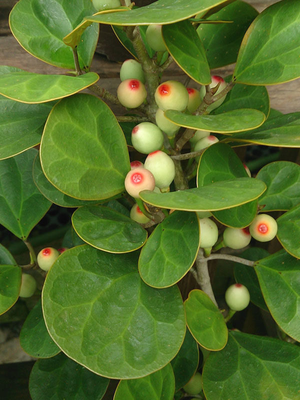 Mistletoe Fig (Ficus diversifolia)