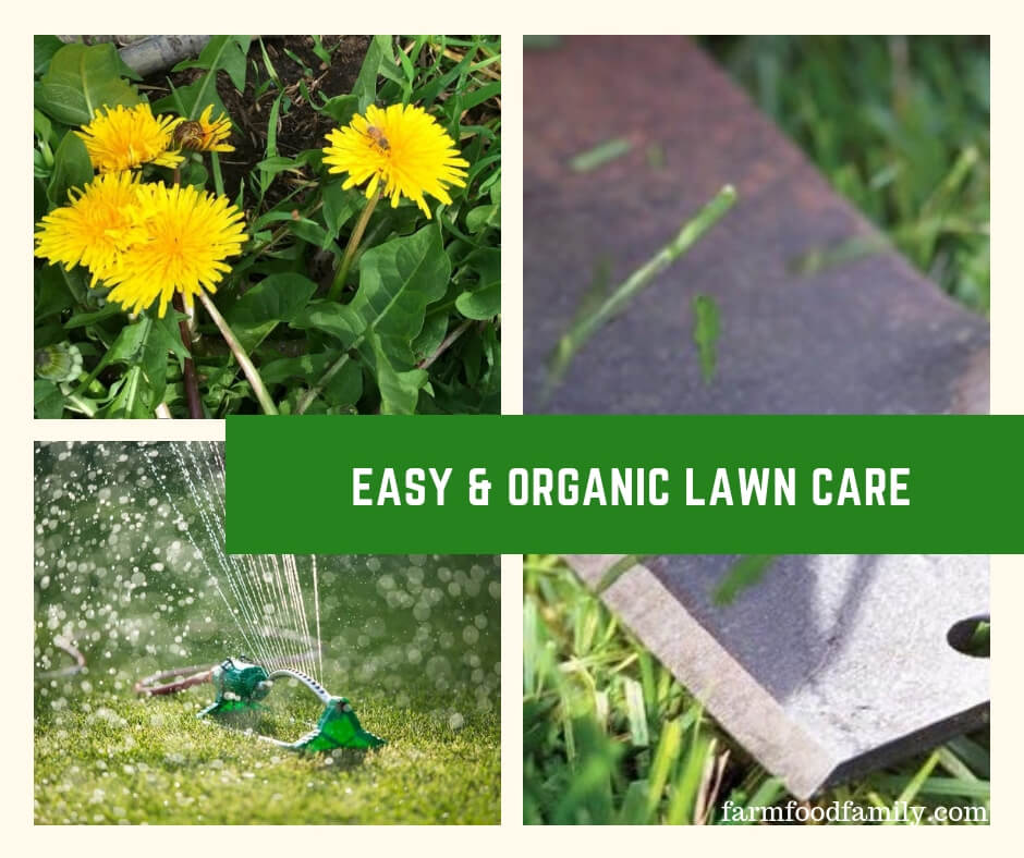 Easy & Organic Lawn Care