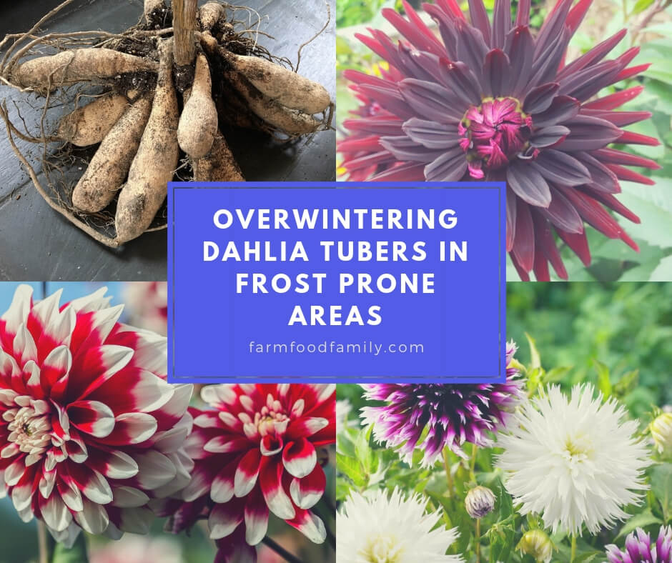Overwintering Dahlia Tubers in Frost Prone Areas