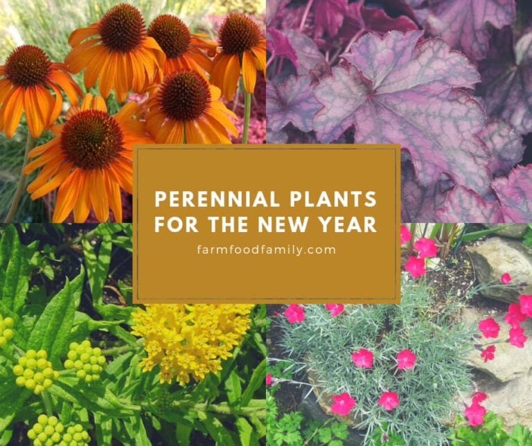 Perennial Plants for the New Year