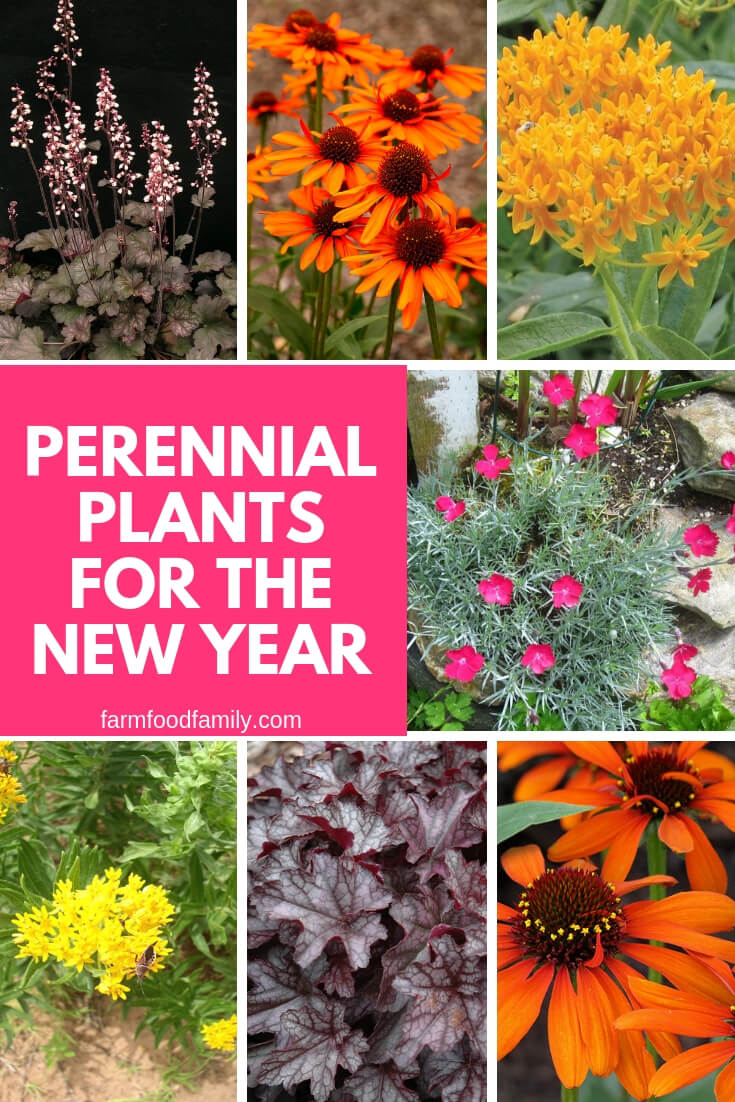 Perennial Plants for the New Year
