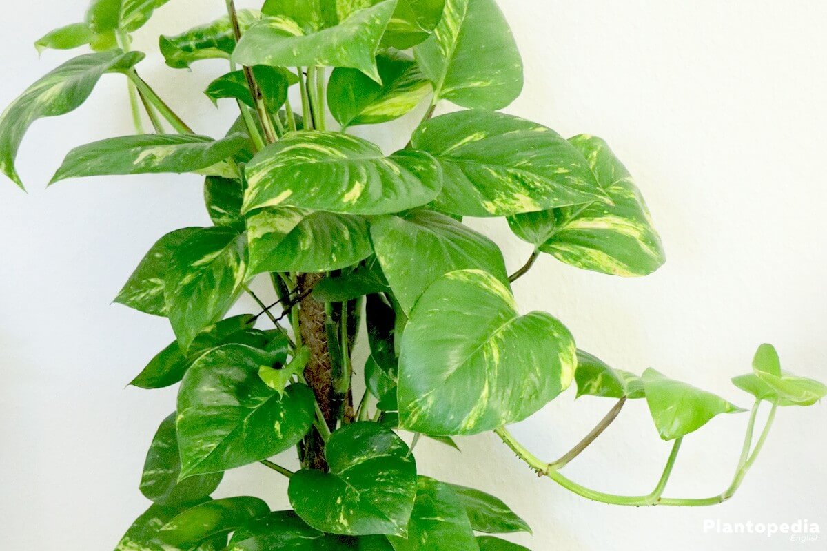 Philodendron houseplant