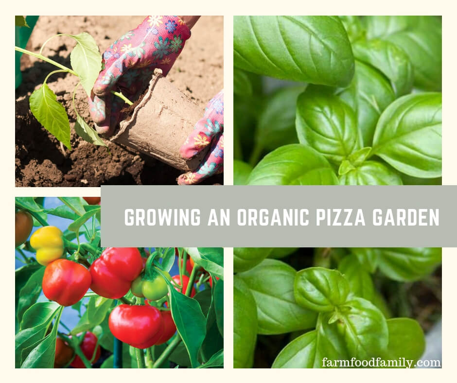 Grow an Organic Pizza Garden