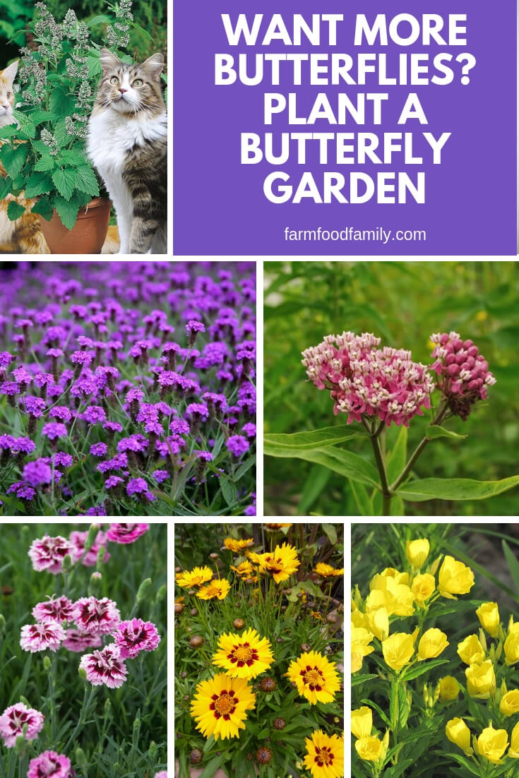Want More Butterflies? Plant A Butterfly Garden