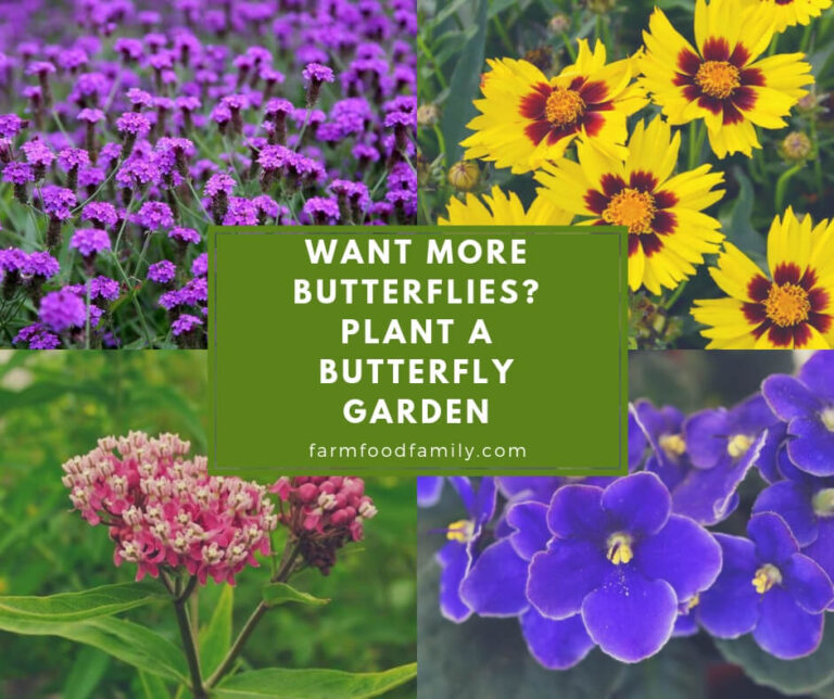 Want More Butterflies? Plant A Butterfly Garden