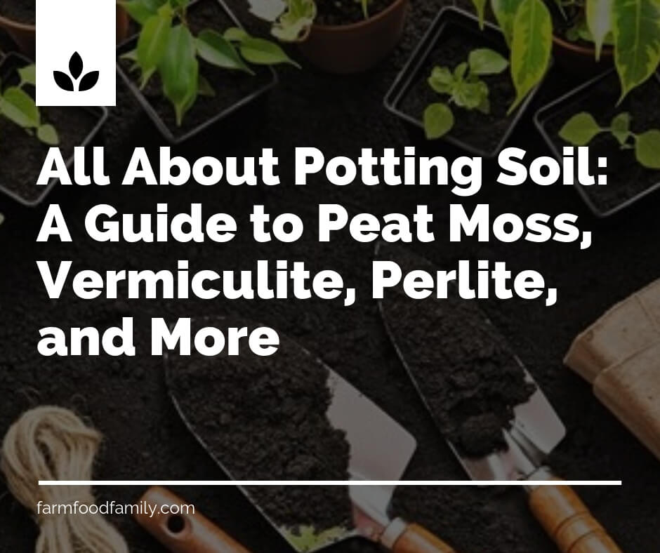 All About Potting Soil: A Guide to Peat Moss, Vermiculite, Perlite, and More