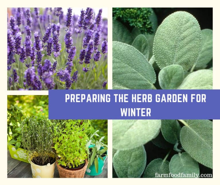 Preparing the Herb Garden for Winter