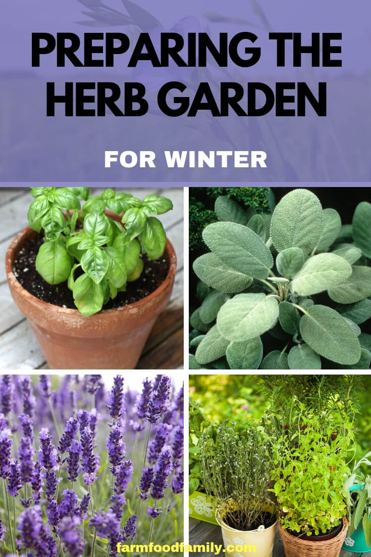 Preparing the Herb Garden for Winter