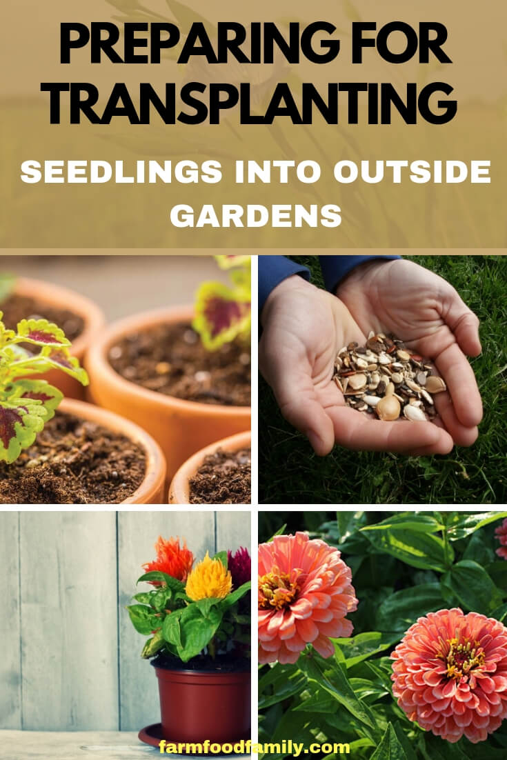 Preparing for Transplanting Seedlings Into Outside Gardens