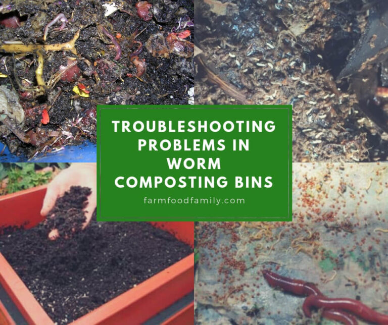 Troubleshooting Problems in Worm Composting Bins