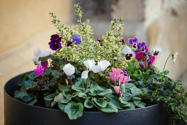 How to protect potted plants in winter