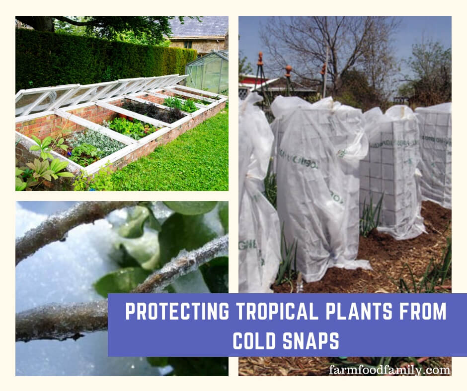 Protecting Tropical Plants from Cold Snaps