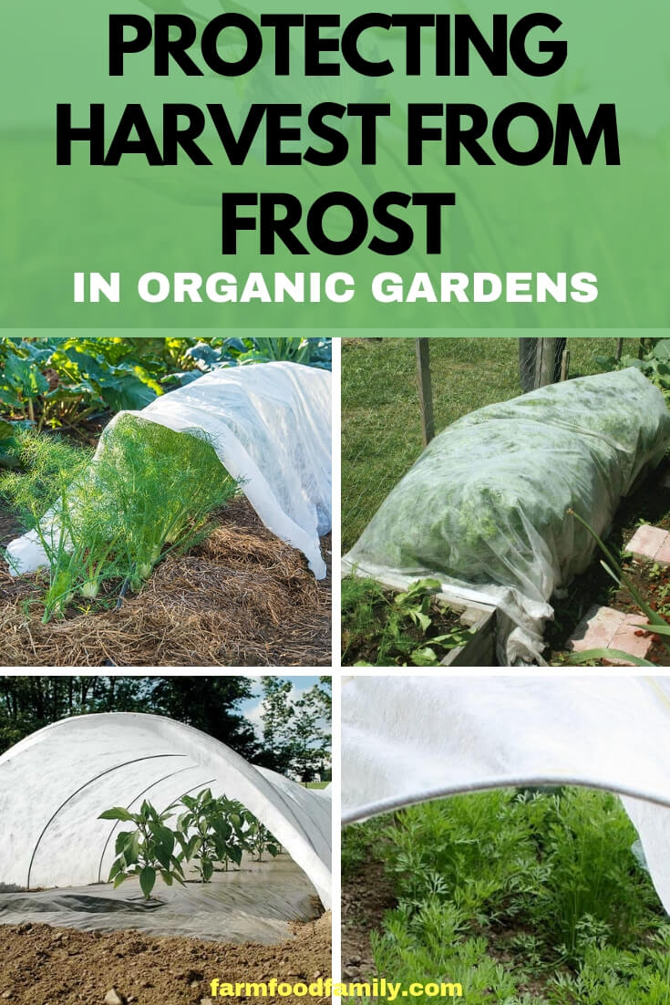 Protecting Harvest from Frost in Organic Gardens