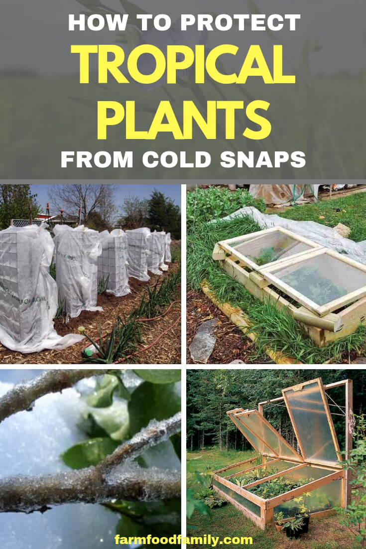 Protecting Tropical Plants from Cold Snaps