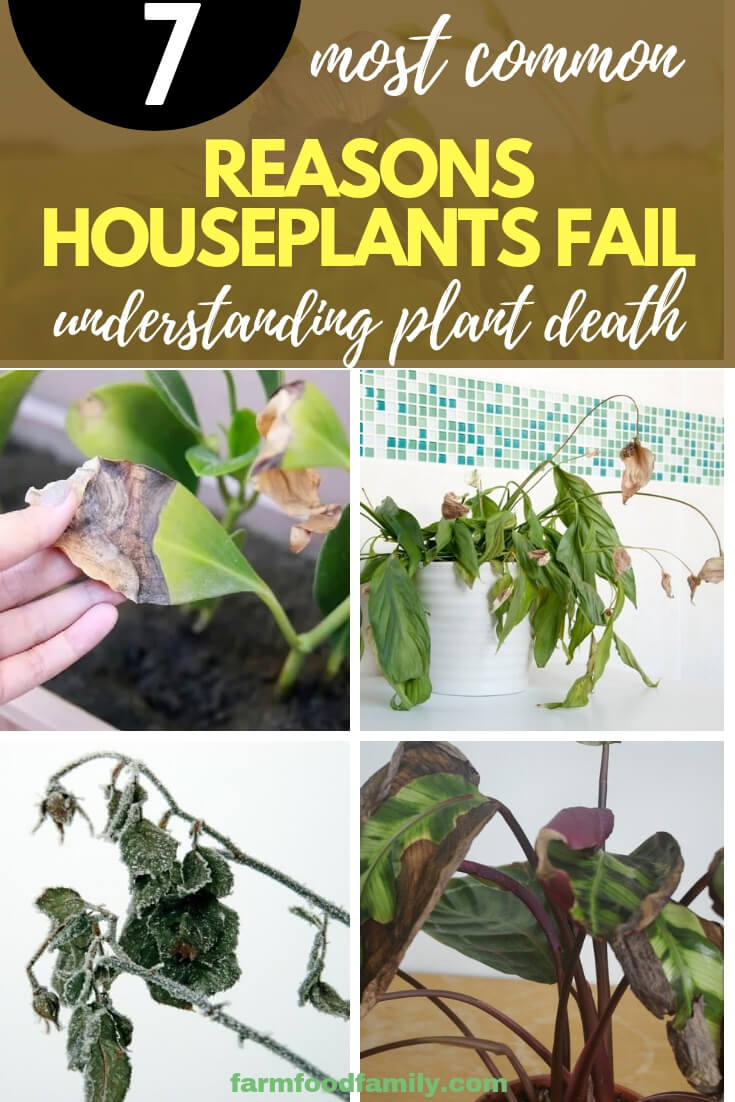 Understanding Plant Death: The Most Common Reasons Houseplants Fail