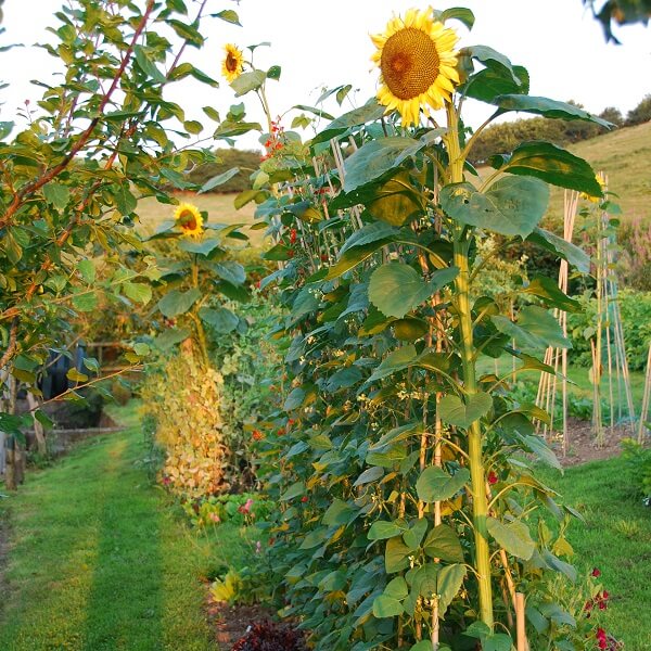 Runner Beans and Sunflowers