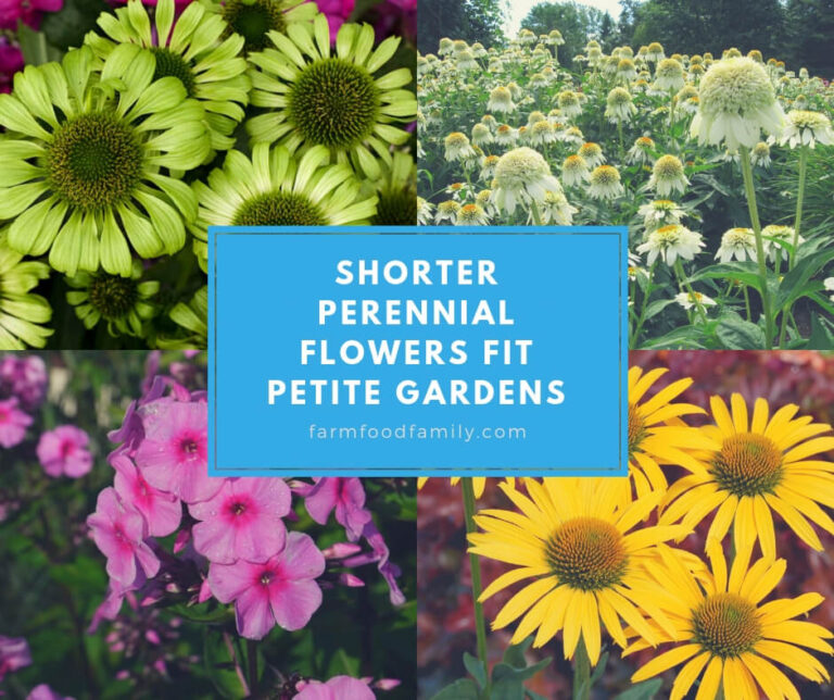 Shorter Perennial Flowers Fit Petite Gardens
