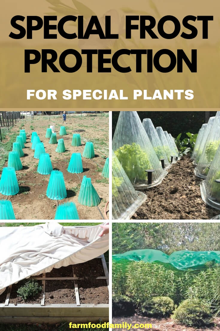 Special Frost Protection for Special Plants