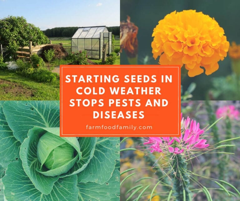 Starting Seeds in Cold Weather Stops Pests and Diseases