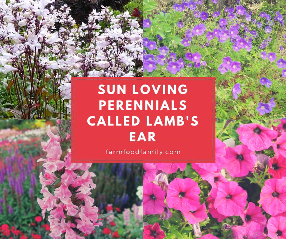 Sun Loving Perennials Called Lamb's Ear