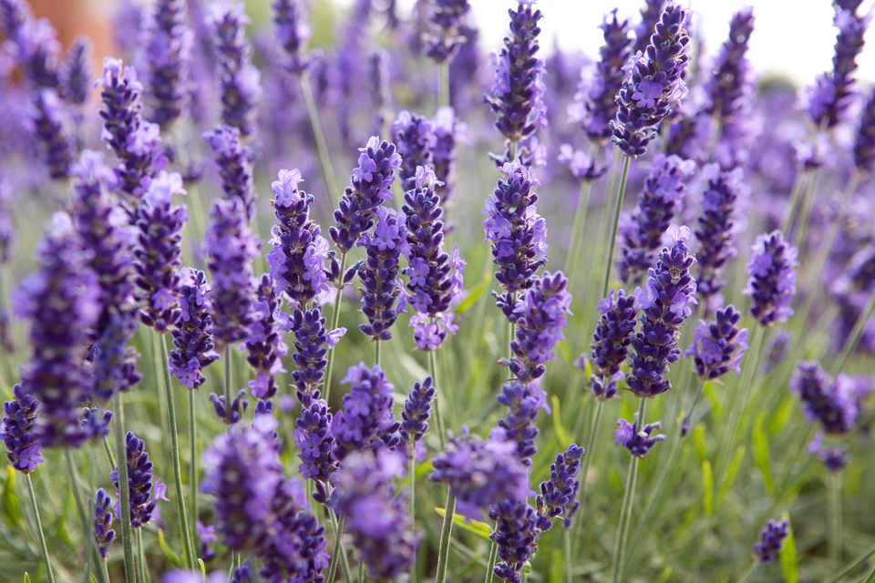 Take Lavender cuttings
