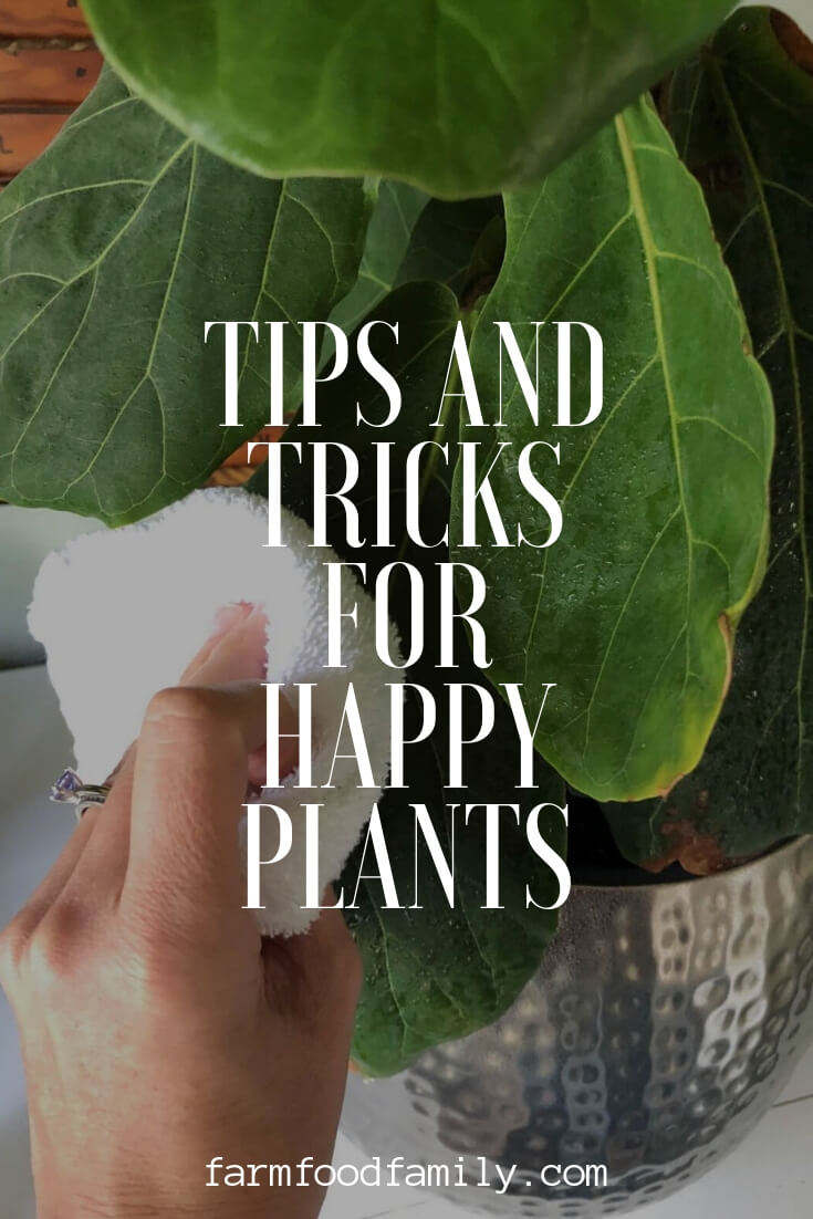 Tips and tricks for happy houseplants