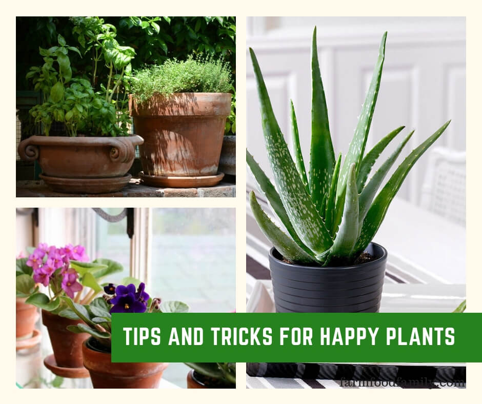 Tips and Tricks for Happy Plants