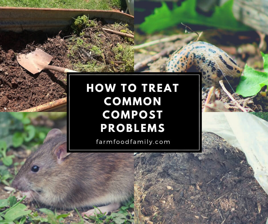 How to Treat Common Compost Problems