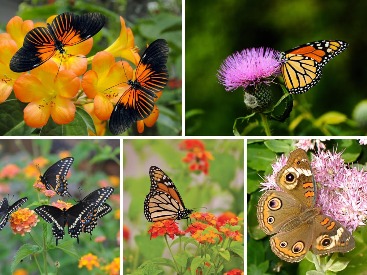 Butterfly Gardens Attract a Variety of Butterflies