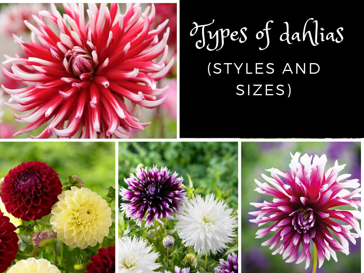 Types of Dahlia flowers