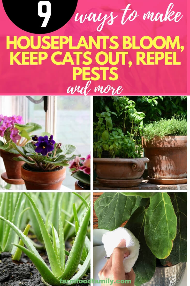 9 Ways to Make HousePlants Bloom, Keep Cats Out, Repel Pests