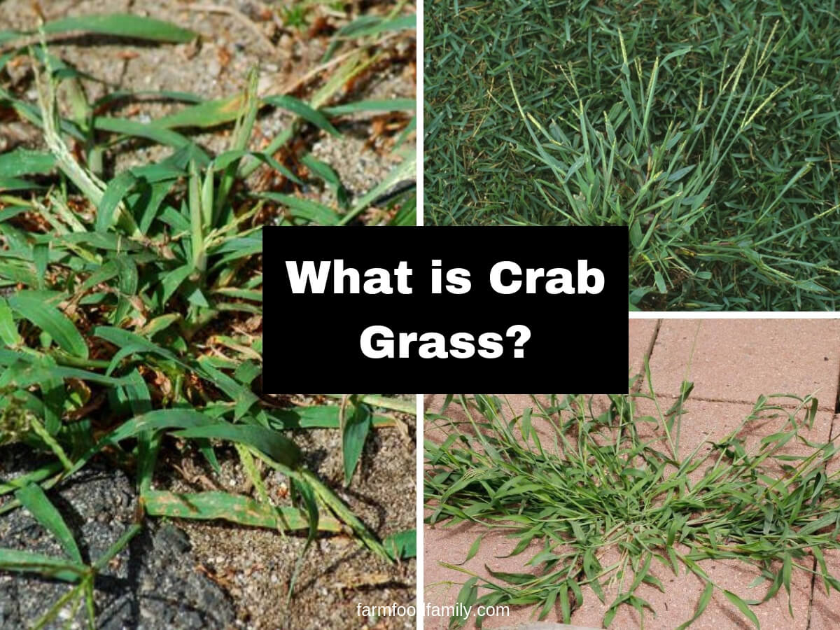 What is crab grass
