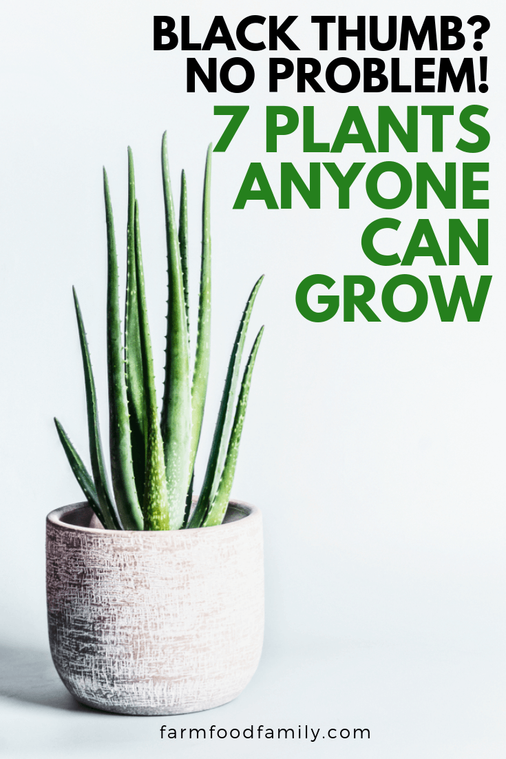 7 plants anyone can grow