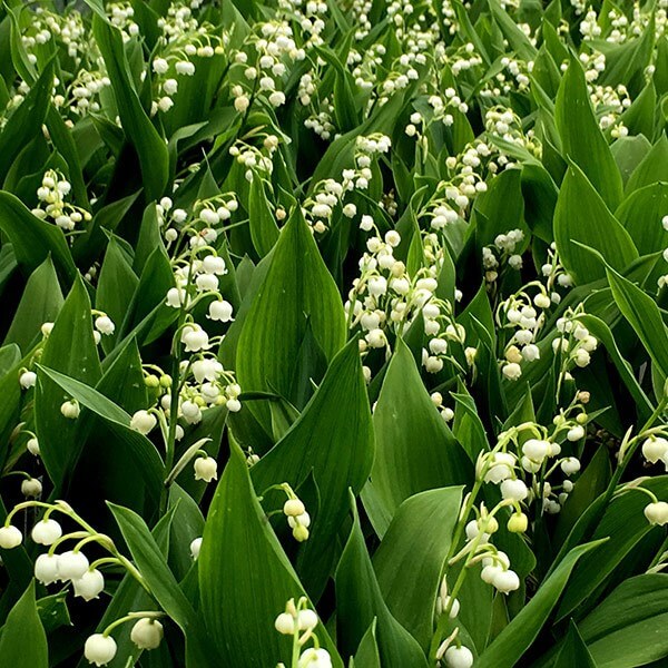 Lily of the Valley Toxicity in Dogs and Cats