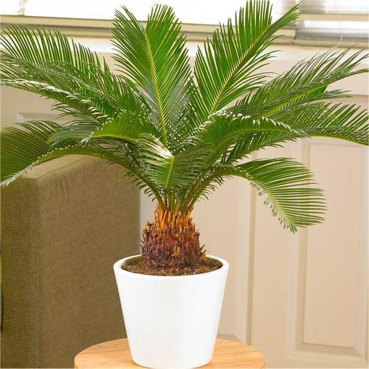 Poisonous Cycad Palm Plants and Pets