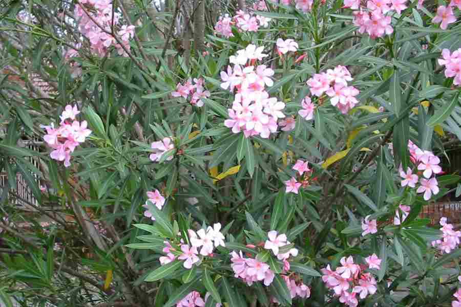 Oleander Poisoning in Dogs and Cats