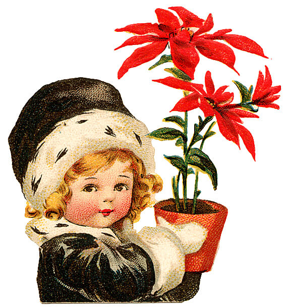 Poinsettia christmas vintage clipart3