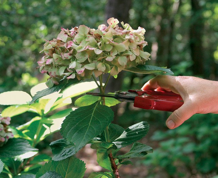 Pruning to Preserve Flower Buds