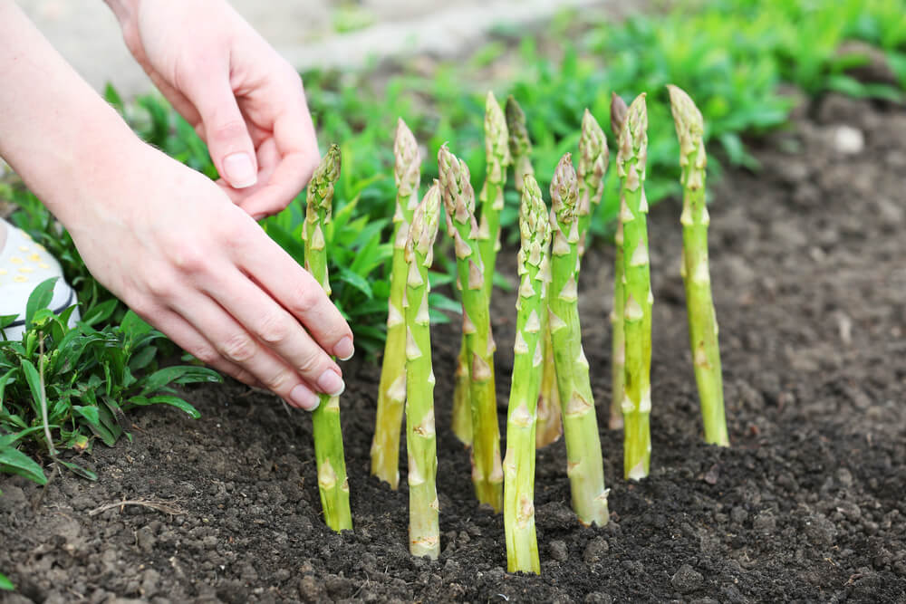 asparagus plant care