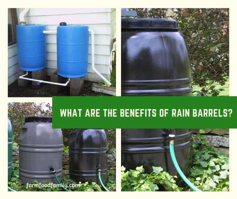 What are the Benefits of Rain Barrels?