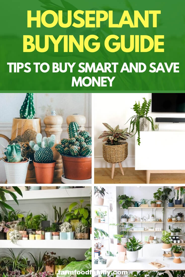 Houseplant Buying Guide: Tips to Buy Smart and Save Money