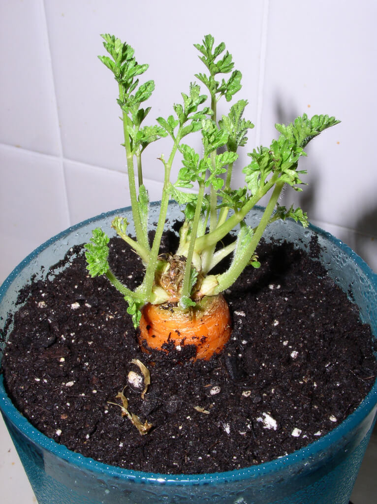 carrot houseplant