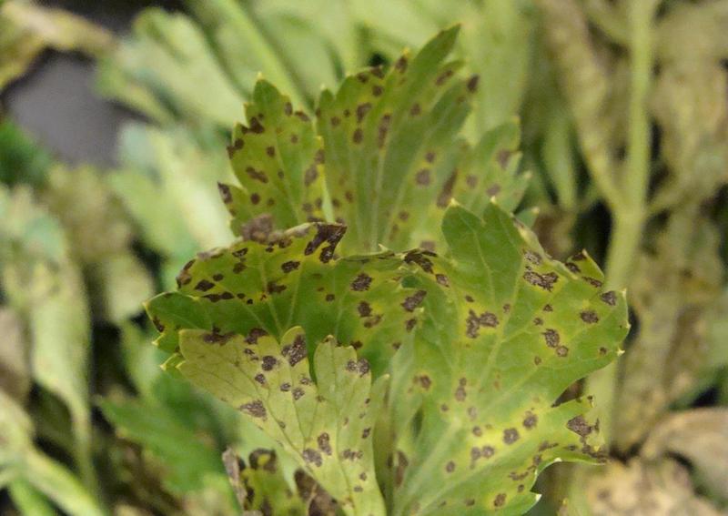 Celery Pests and Diseases