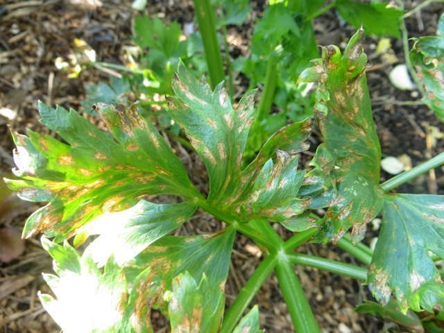 Celery Pests and Diseases