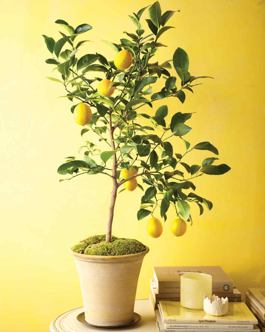 citrus houseplants