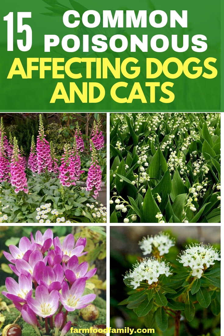 Common Poisonous Plants Affecting Dogs and Cats