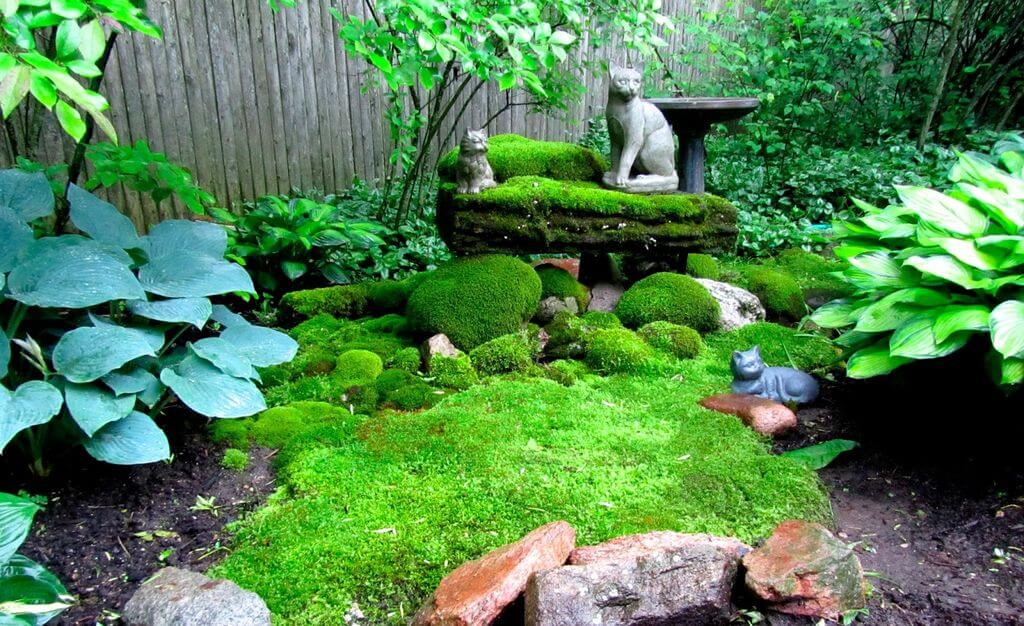 create a moss garden