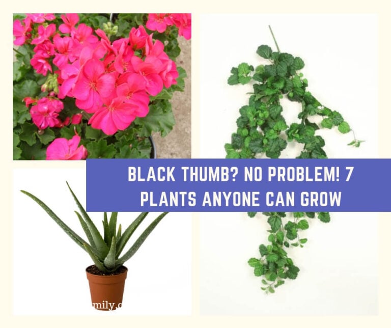 Black Thumb? No Problem! 7 Plants Anyone Can Grow