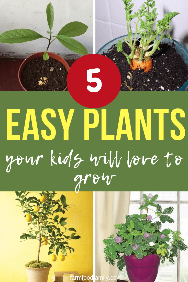 easy houseplants your kid love