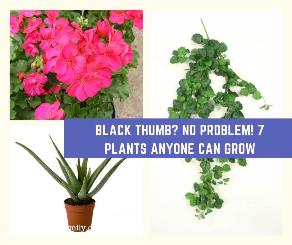 Black Thumb? No Problem! 7 Plants Anyone Can Grow